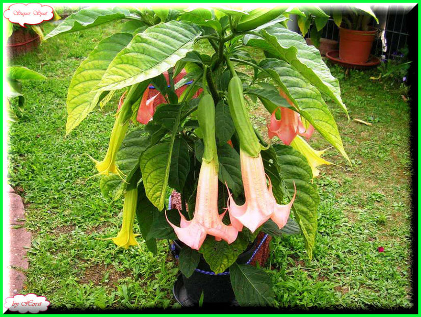 2011.07.16 - Flori 2011 - 1