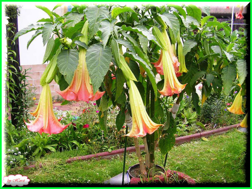 2011.07.16 - Flori 2011 - 1