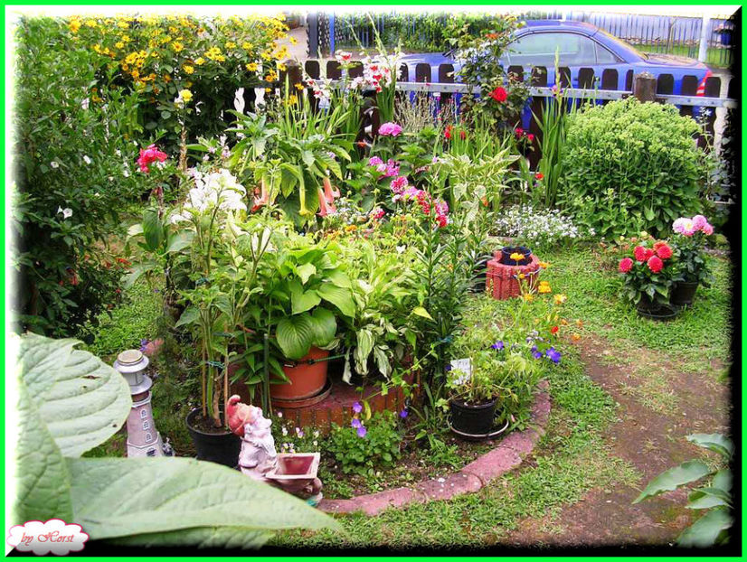 2011.07.16 - Flori 2011 - 1