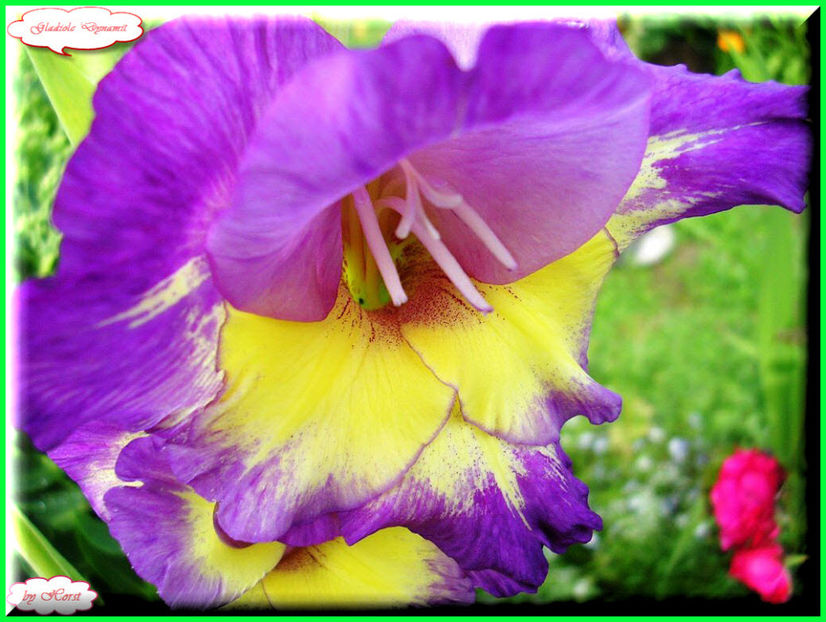 2011.07.16 - Flori 2011 - 1