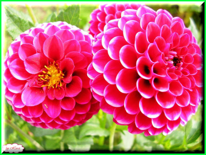 2011.07.16 - Flori 2011 - 1