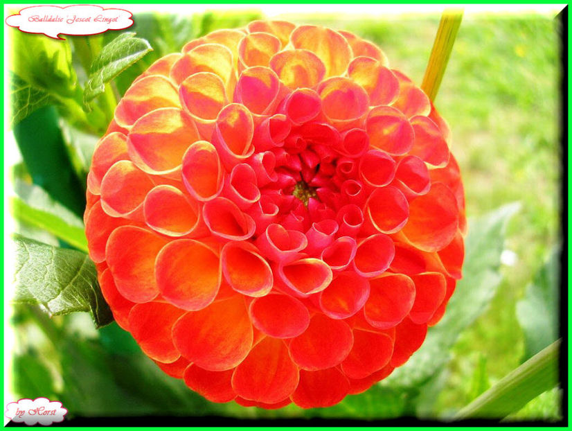 2011.07.16 - Flori 2011 - 1