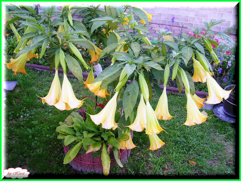 2011.07.16 - Flori 2011 - 1