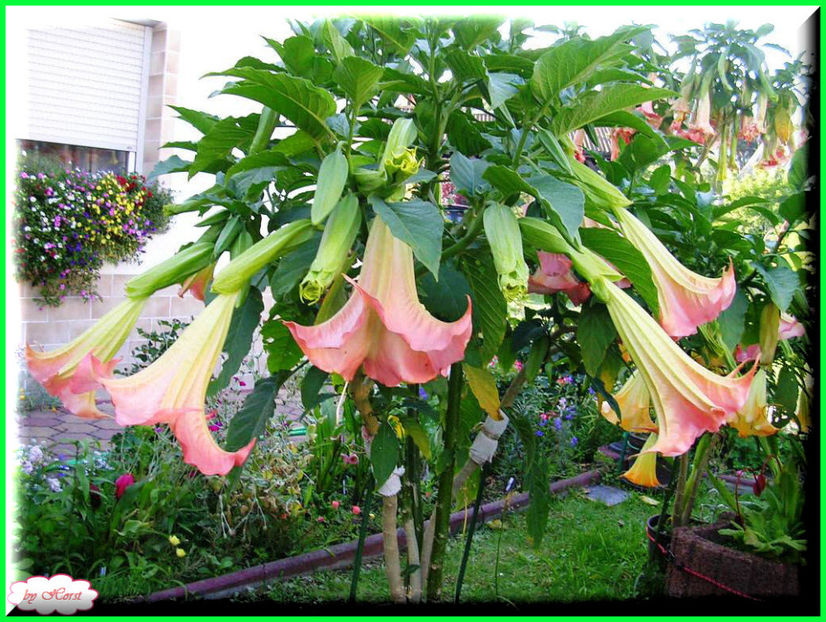 2011.07.16 - Flori 2011 - 1