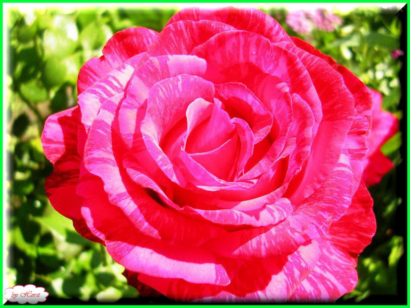 2011.07.16 - Flori 2011 - 1