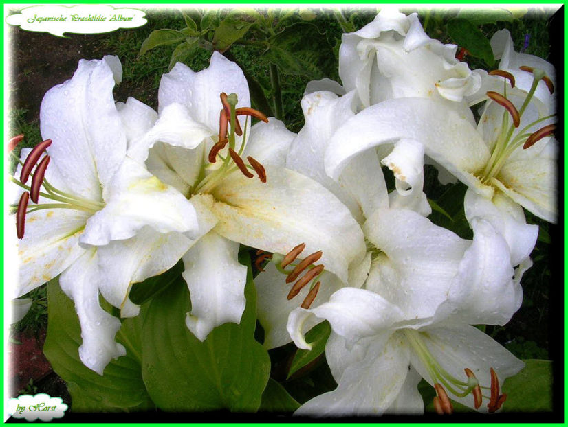 2011.07.20 - Flori 2011 - 1