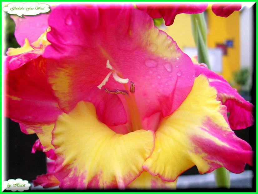 2011.07.20 - Flori 2011 - 1