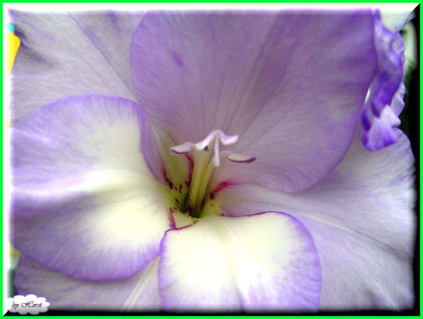 2011.07.27 - Flori 2011 - 1