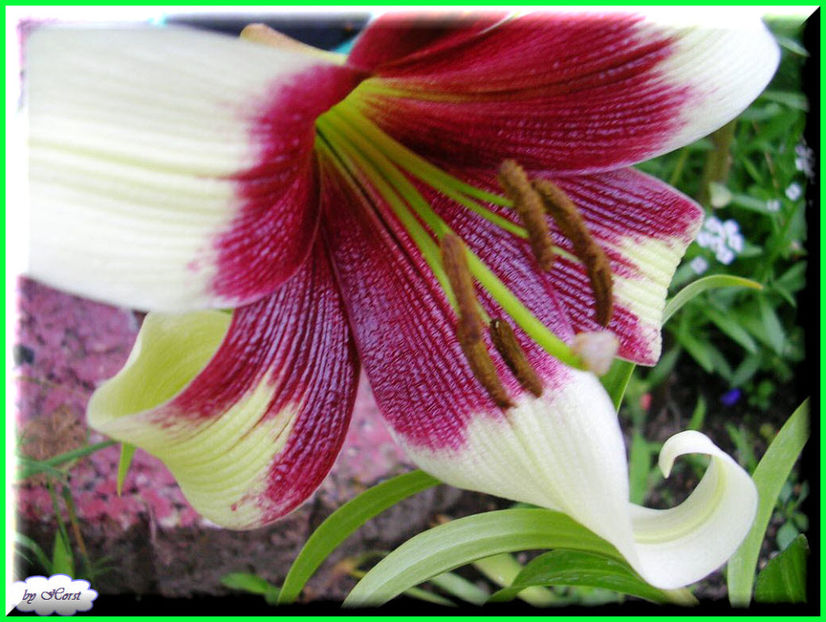 2011.07.27 - Flori 2011 - 1