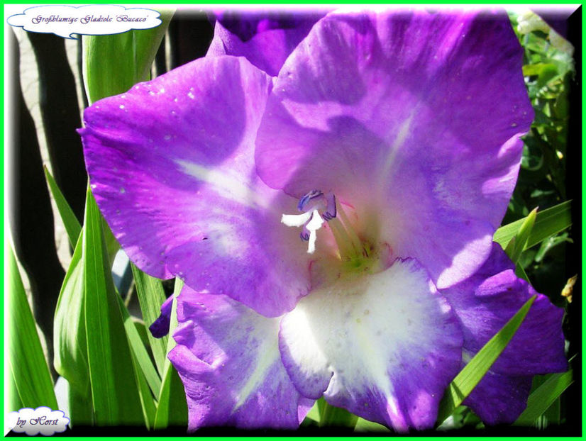 2011.07.27 - Flori 2011 - 1