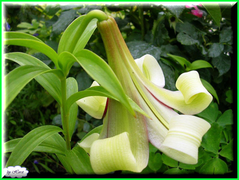 2011.07.27 - Flori 2011 - 1