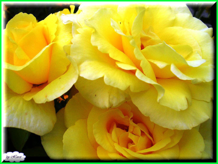 2011.07.27 - Flori 2011 - 1