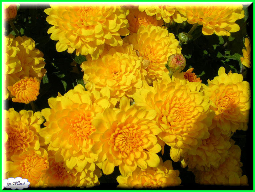 2011.07.27 - Flori 2011 - 1