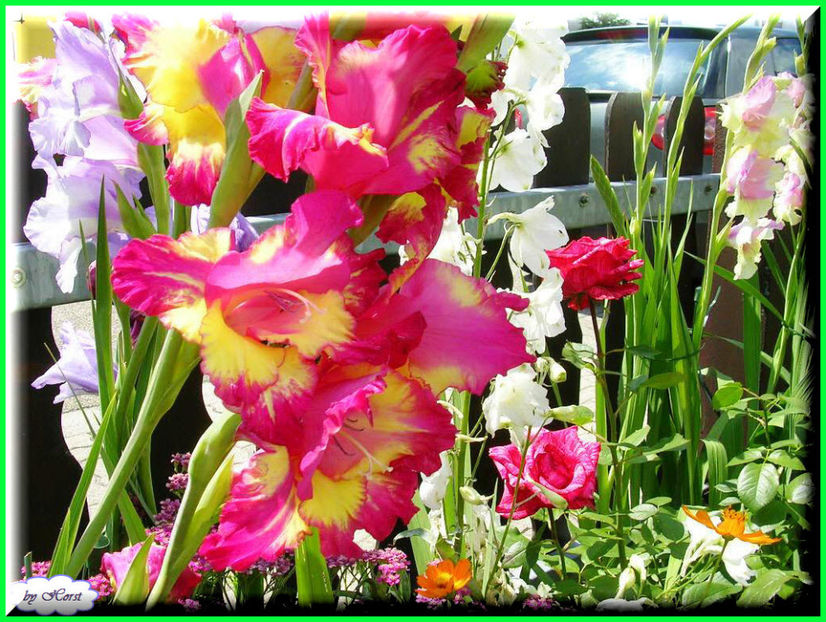 2011.07.27 - Flori 2011 - 1