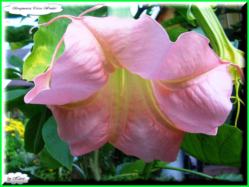 2011.07.27 - Flori 2011 - 1