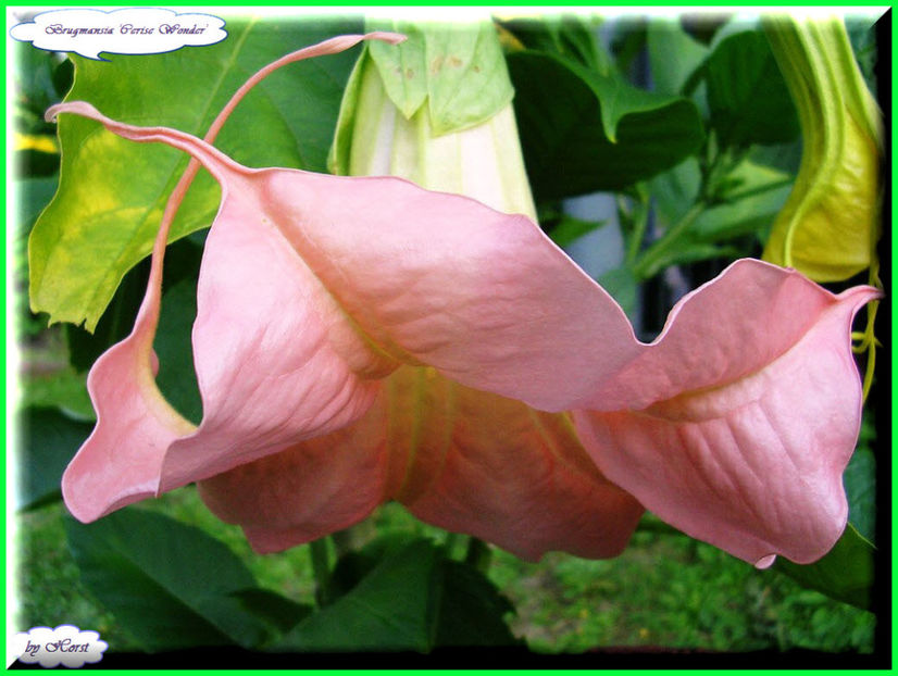 2011.07.27 - Flori 2011 - 1