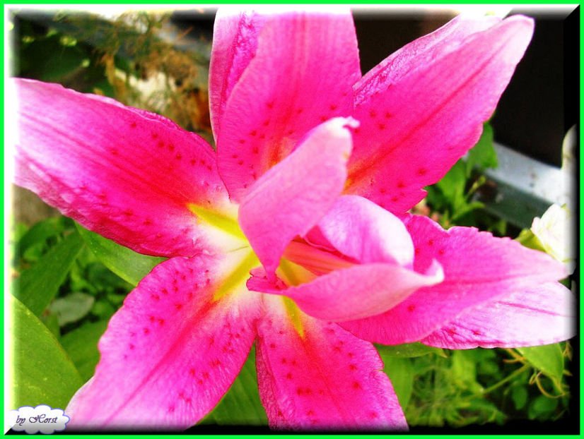 2011.07.27 - Flori 2011 - 1