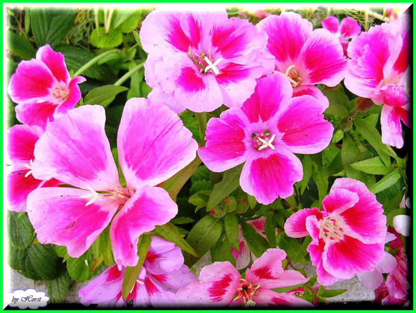 2011.07.27 - Flori 2011 - 1