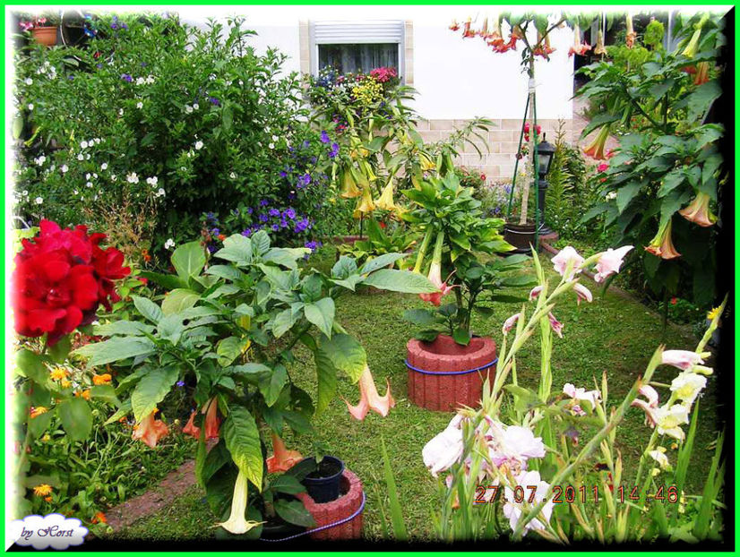 2011.07.27 - Flori 2011 - 1