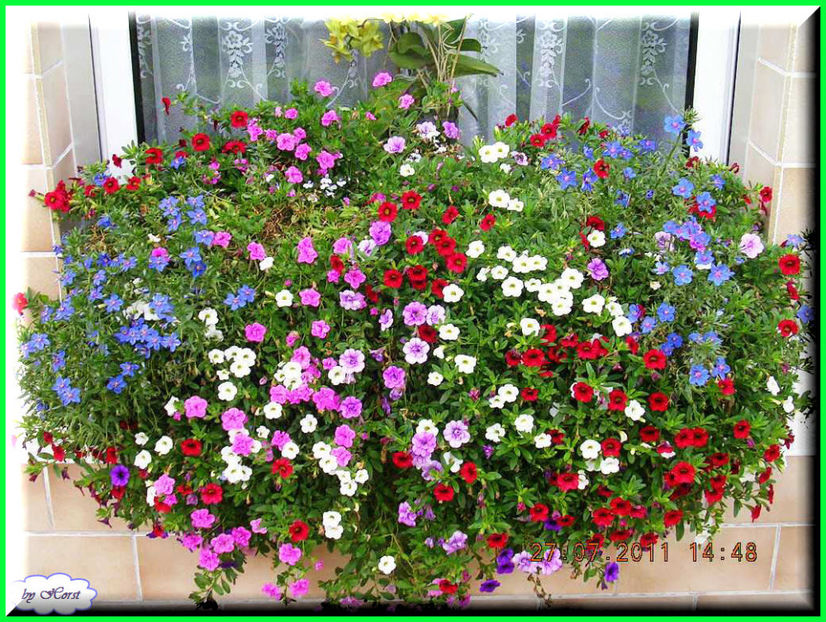 2011.07.27 - Flori 2011 - 1