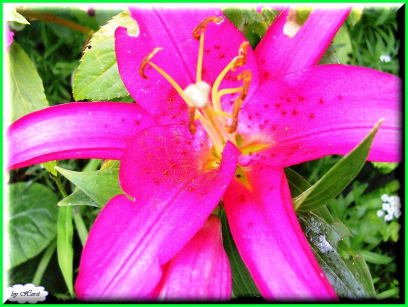 2011.07.27 - Flori 2011 - 1