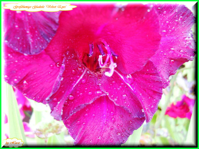 2011.08.02 - Flori 2011 - 1