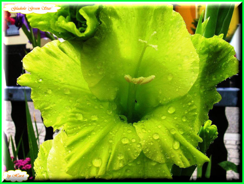 2011.08.02 - Flori 2011 - 1