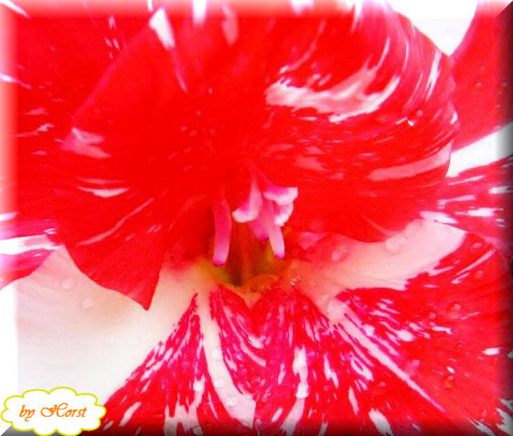 2011.08.02 - Flori 2011 - 1