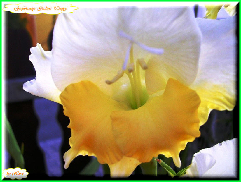 2011.08.02 - Flori 2011 - 1