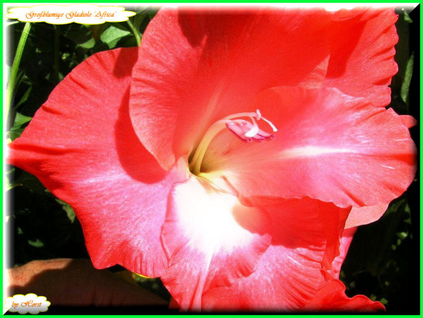 2011.08.02 - Flori 2011 - 1