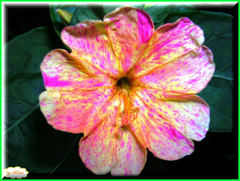 2011.08.13 - Flori 2011 - 1