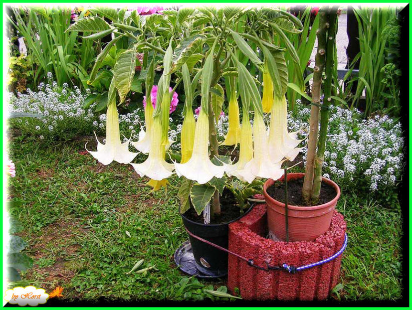 2011.08.13 - Flori 2011 - 1