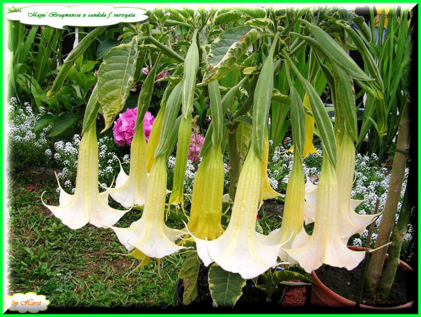 2011.08.13 - Flori 2011 - 1