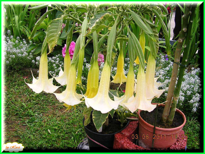 2011.08.13 - Flori 2011 - 1