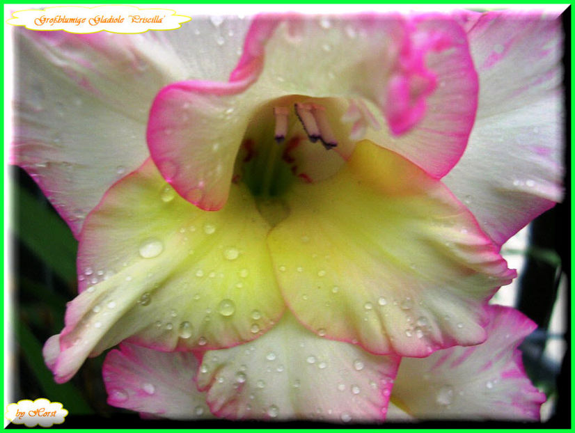 2011.08.13 - Flori 2011 - 1