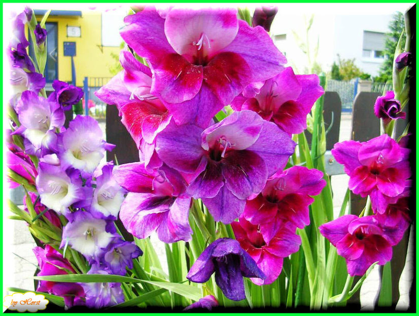 2011.08.13 - Flori 2011 - 1