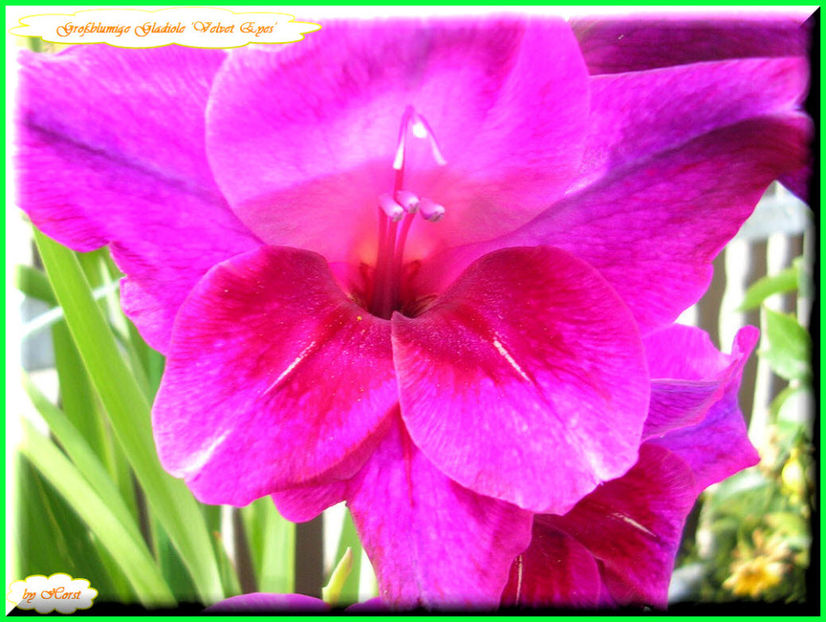 2011.08.13 - Flori 2011 - 1