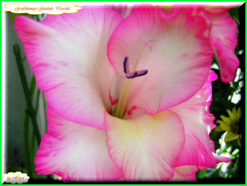 2011.08.13 - Flori 2011 - 1