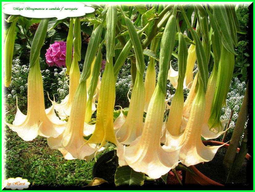 2011.08.13 - Flori 2011 - 1