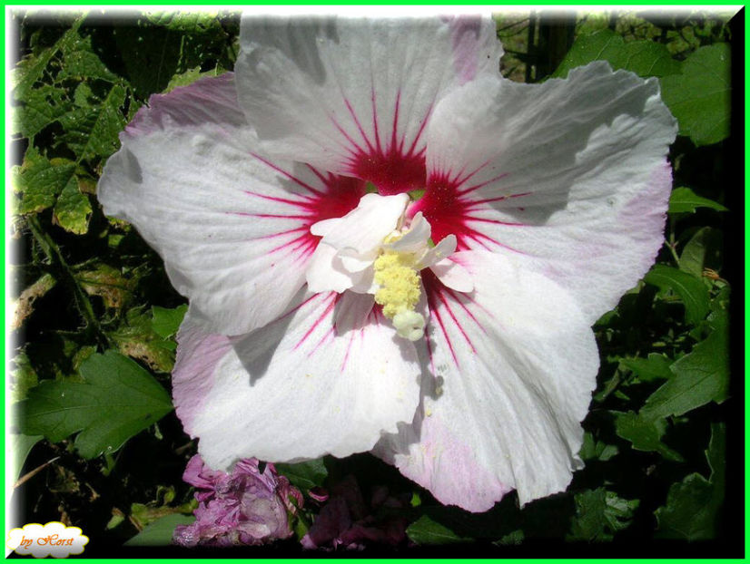 2011.08.13 - Flori 2011 - 1