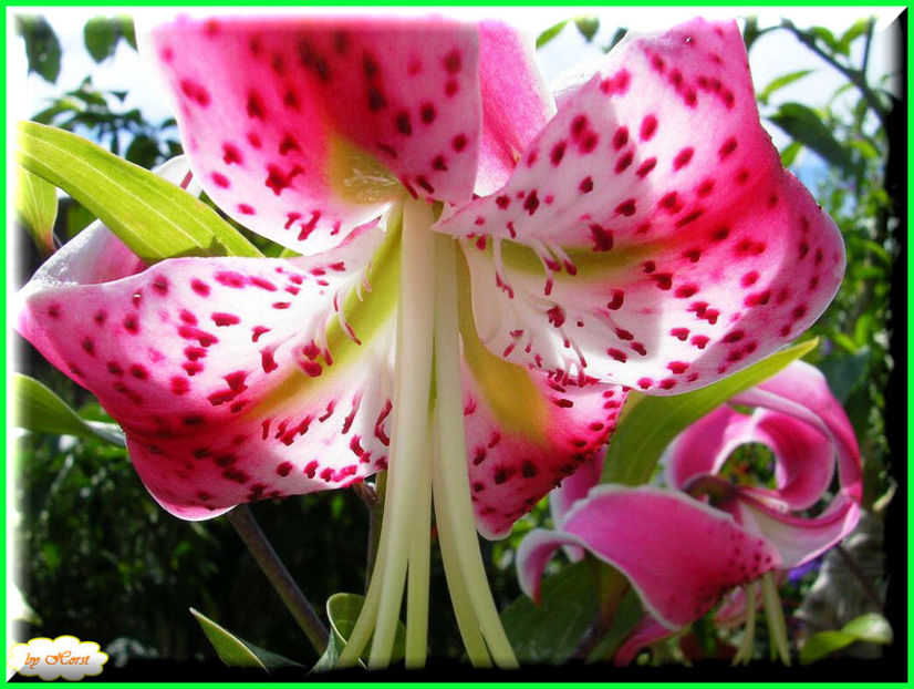 2011.08.13 - Flori 2011 - 1