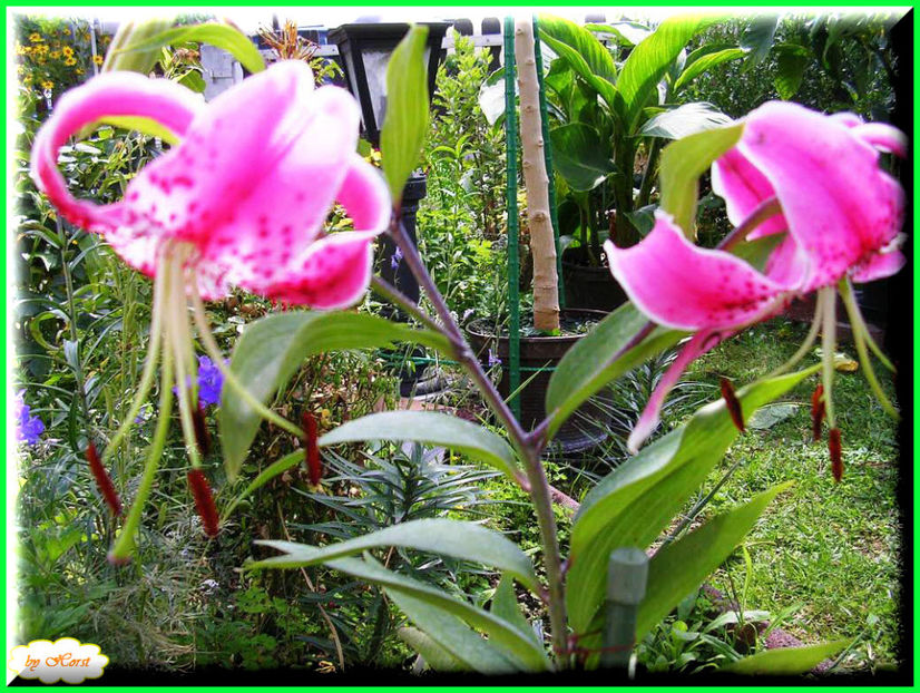 2011.08.13 - Flori 2011 - 1