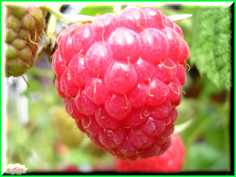 2011.08.13 - Flori 2011 - 1