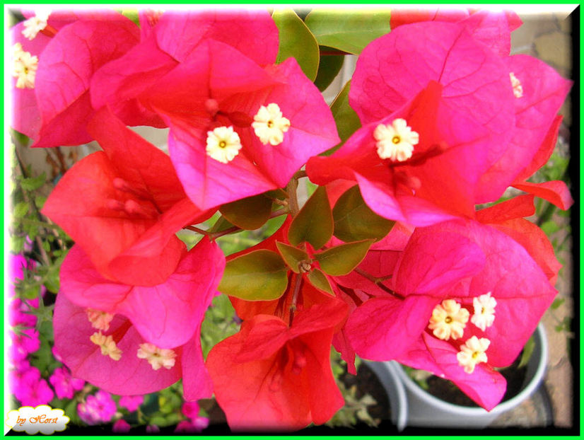 2011.08.13 - Flori 2011 - 1