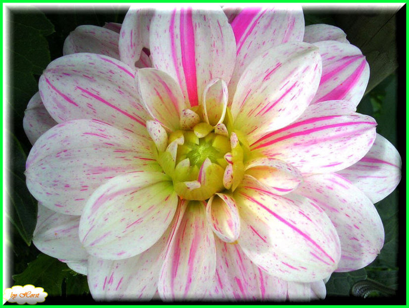 2011.08.13 - Flori 2011 - 1