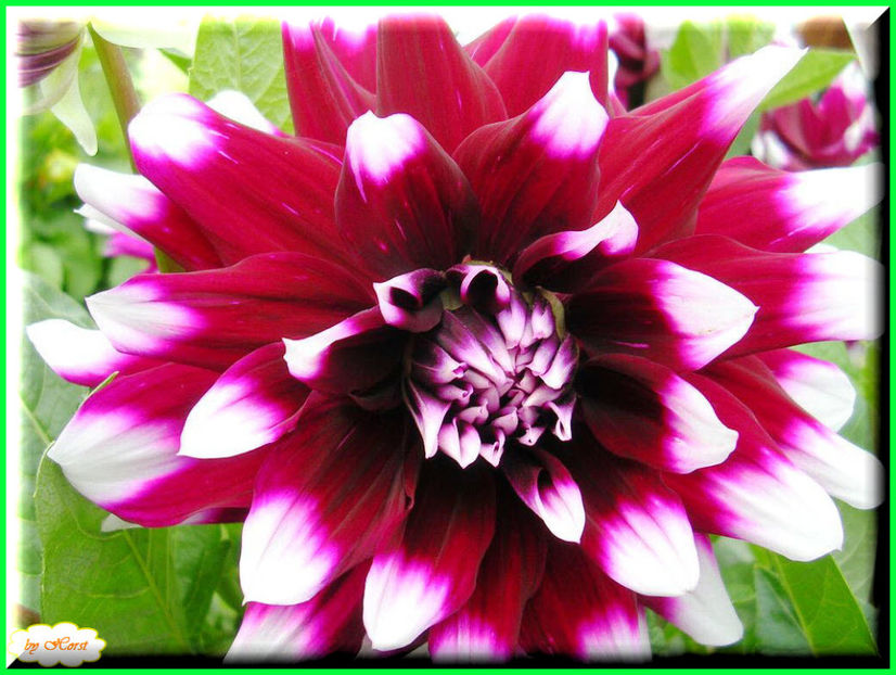 2011.08.13 - Flori 2011 - 1