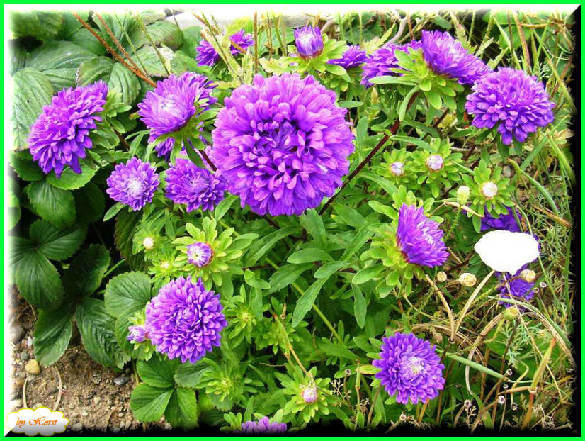 2011.08.13 - Flori 2011 - 1