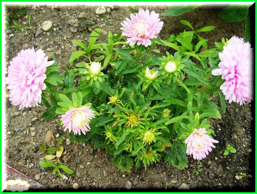 2011.08.13 - Flori 2011 - 1