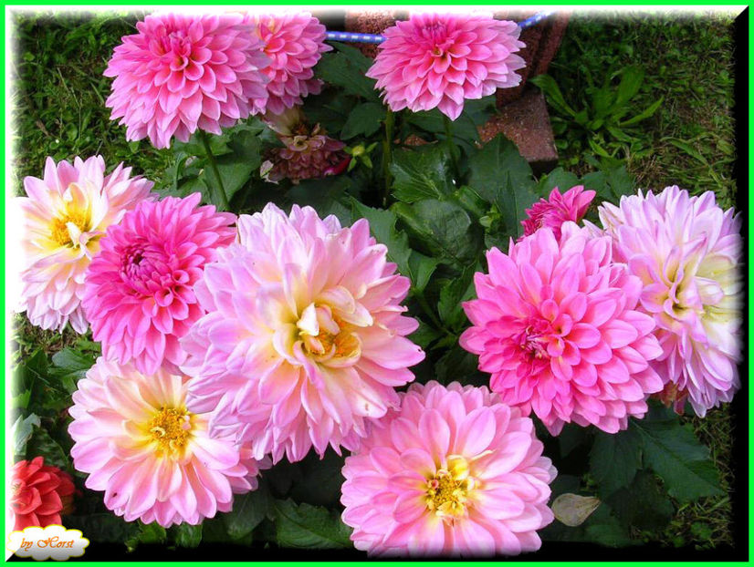 2011.08.13 - Flori 2011 - 1