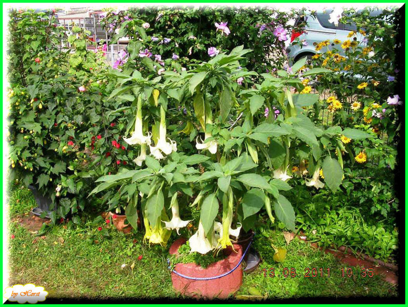 2011.08.13 - Flori 2011 - 1